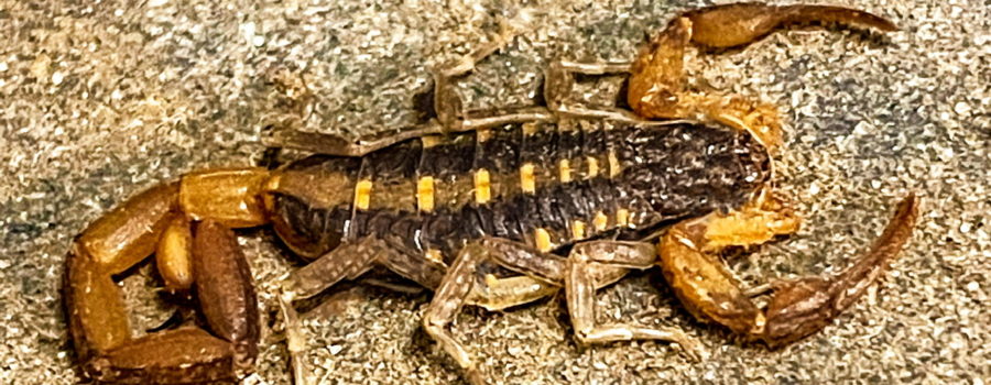 A closeup image of a Hentz striped scorpion as it sits on a textured wooden railing. The animal is mostly a dark brown to black color and is marked with regularly arranged yellow stripes. The front legs, with their gripping claws and the tail are a lighter brown. Three other pairs of smaller, less developed legs come off the body between the claws and the tail.