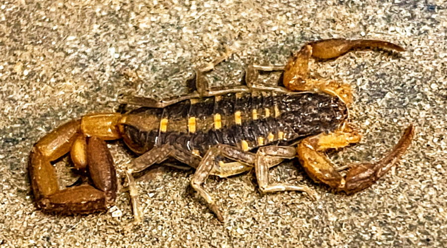 A closeup image of a Hentz striped scorpion as it sits on a textured wooden railing. The animal is mostly a dark brown to black color and is marked with regularly arranged yellow stripes. The front legs, with their gripping claws and the tail are a lighter brown. Three other pairs of smaller, less developed legs come off the body between the claws and the tail.