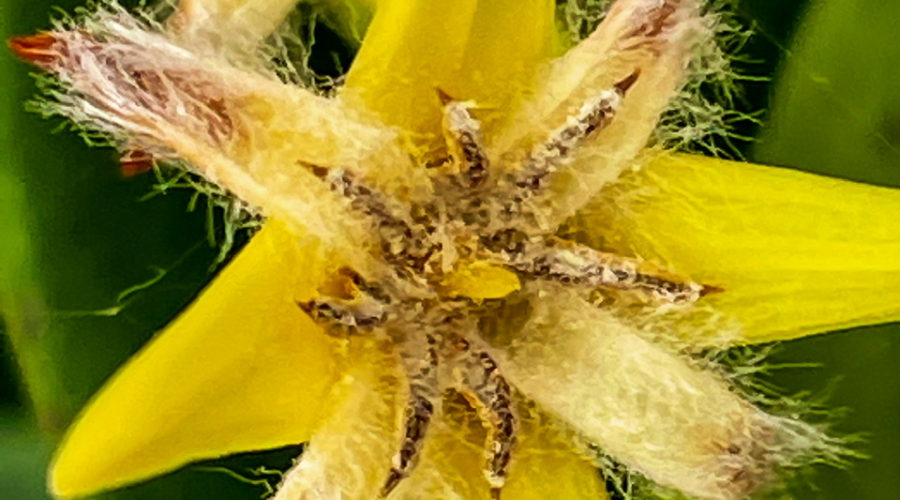 This is a closeup photograph of the flower of a red mangrove tree. The flowers resemble three stars stacked one on another.