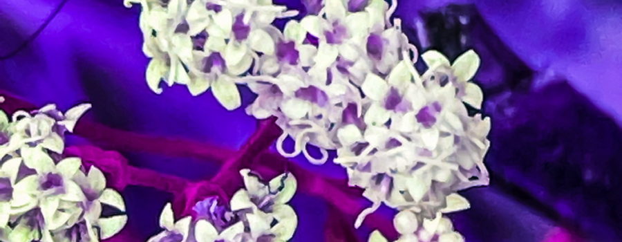 This is a macro photo of a daddy longlegs spider crawling over a small bunch of flowers that has been artistically altered to give it a plum hue.