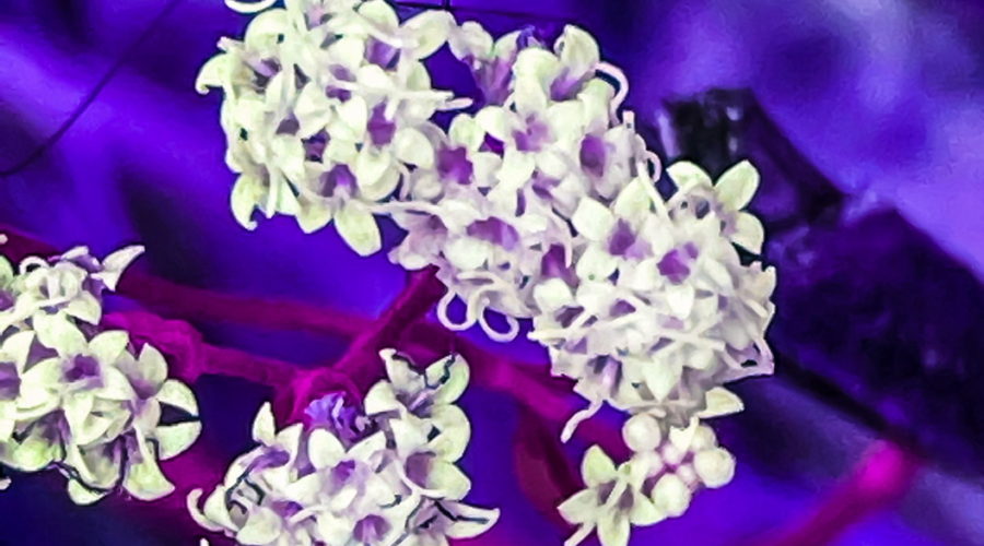 This is a macro photo of a daddy longlegs spider crawling over a small bunch of flowers that has been artistically altered to give it a plum hue.