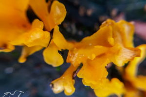 This macro image of a bright yellow fan-shaped jelly fungus with it’s strange structure against a dark blue/green background reminds one of an abstract painting.
