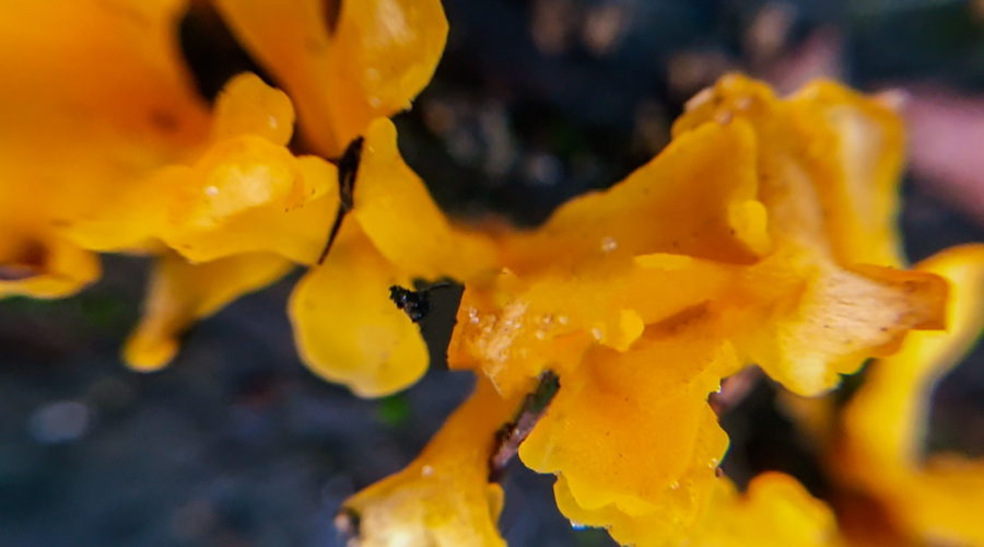 This macro image of a bright yellow fan-shaped jelly fungus with it’s strange structure against a dark blue/green background reminds one of an abstract painting.