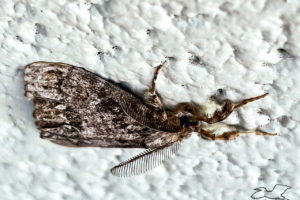 A male white-marked female tussock moth rests quietly on a white concrete wall.