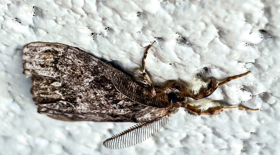 A male white-marked female tussock moth rests quietly on a white concrete wall.