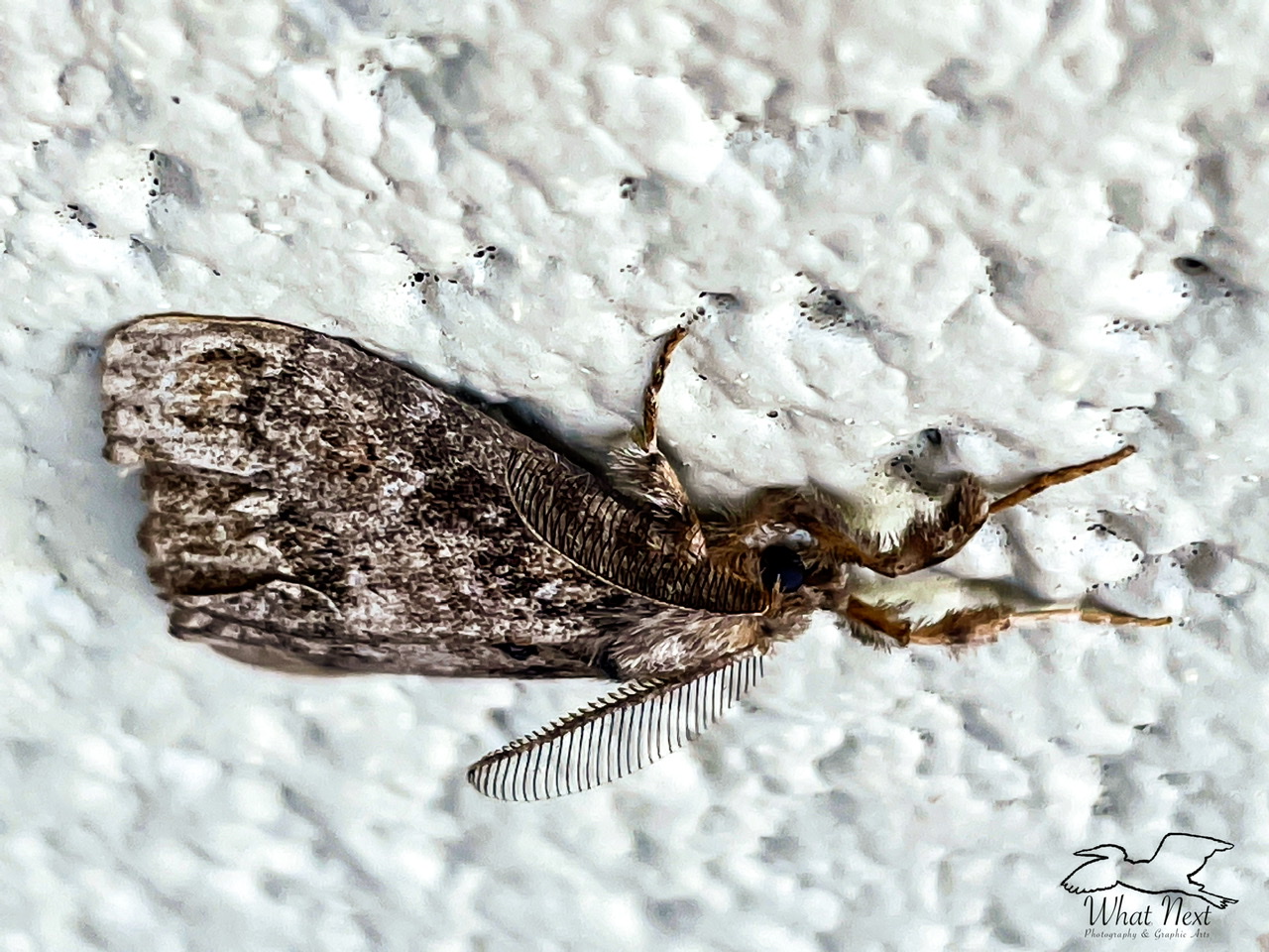 The Surprising Things that Attract Moths to Your Home