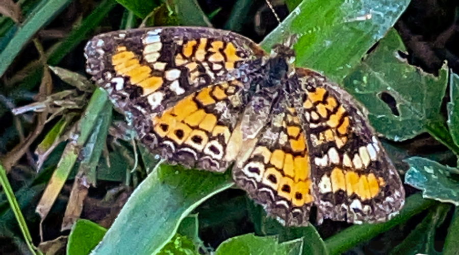 A colorful Phaon crescent butterfly perches lightly on a blade of grass.