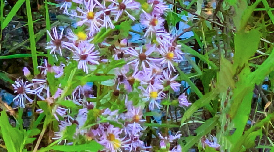 One of many large clusters of Elliott’s Asters are in full bloom during the middle to late fall.