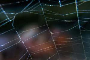This is a macro photo of a spider web against a basically dark background with a few lights, especially at the bottom of the frame.