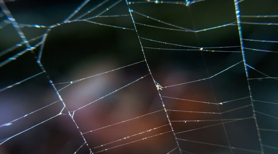 This is a macro photo of a spider web against a basically dark background with a few lights, especially at the bottom of the frame.