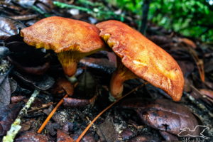 A pair of brownish yellow gilled bolete mushrooms are growing side by side in the wet leaves underneath an oak tree.