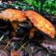 Gillled Boletes are a Common Mushroom with an Unusual Structure