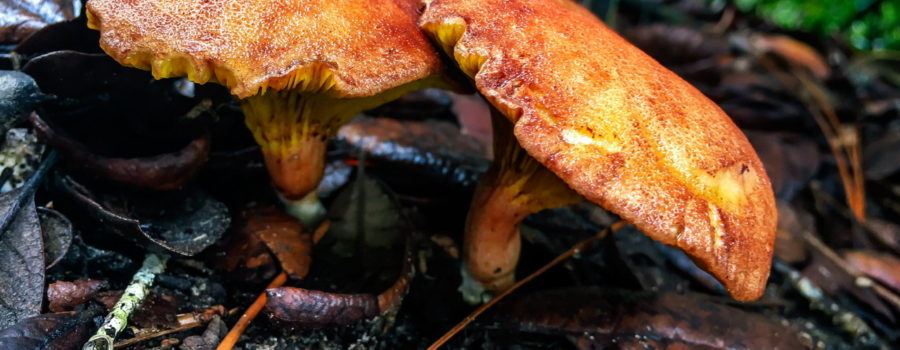 A pair of brownish yellow gilled bolete mushrooms are growing side by side in the wet leaves underneath an oak tree.