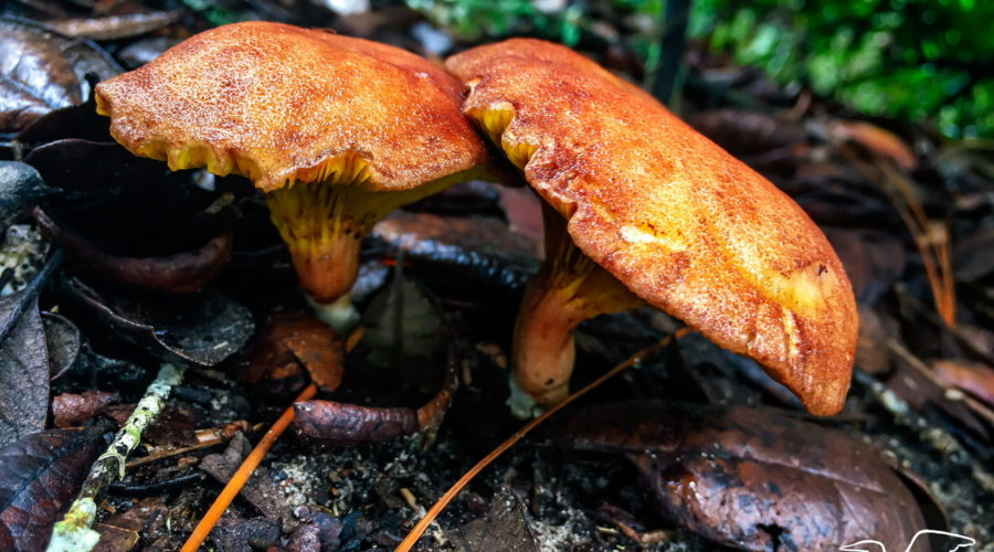 A pair of brownish yellow gilled bolete mushrooms are growing side by side in the wet leaves underneath an oak tree.