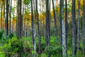 This landscape photo shows the Florida pine flatwoods just as the sun is going down, making the tops of the pines a golden yellow color