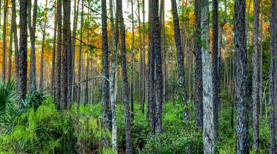 This landscape photo shows the Florida pine flatwoods just as the sun is going down, making the tops of the pines a golden yellow color
