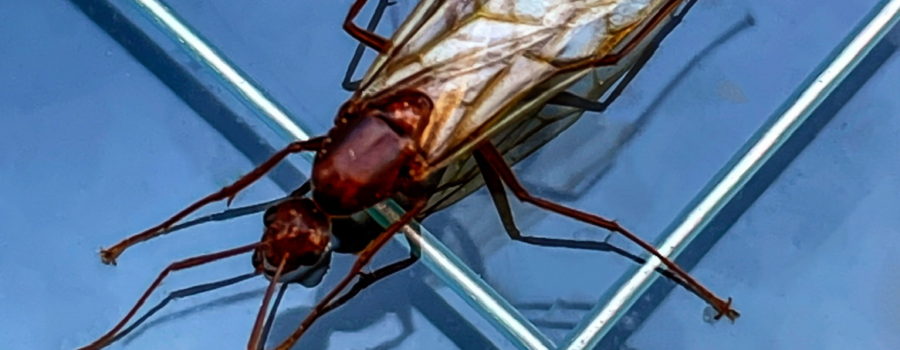 A winged chestnut carpenter ant rests on a glass window on a warm afternoon.