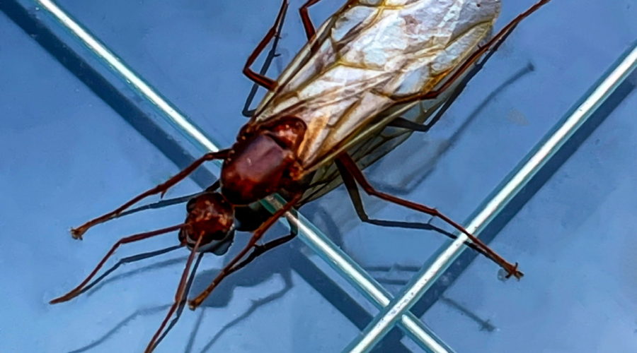 A winged chestnut carpenter ant rests on a glass window on a warm afternoon.