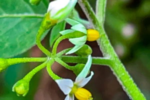 The American black nightshade plant is known for it’s white and yellow flowers that grow in clusters at the ends of branched, slightly fuzzy stems.
