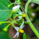 American Black Nightshade:  Beautiful, Great for Wildlife and Possibly Toxic