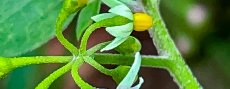 The American black nightshade plant is known for it’s white and yellow flowers that grow in clusters at the ends of branched, slightly fuzzy stems.