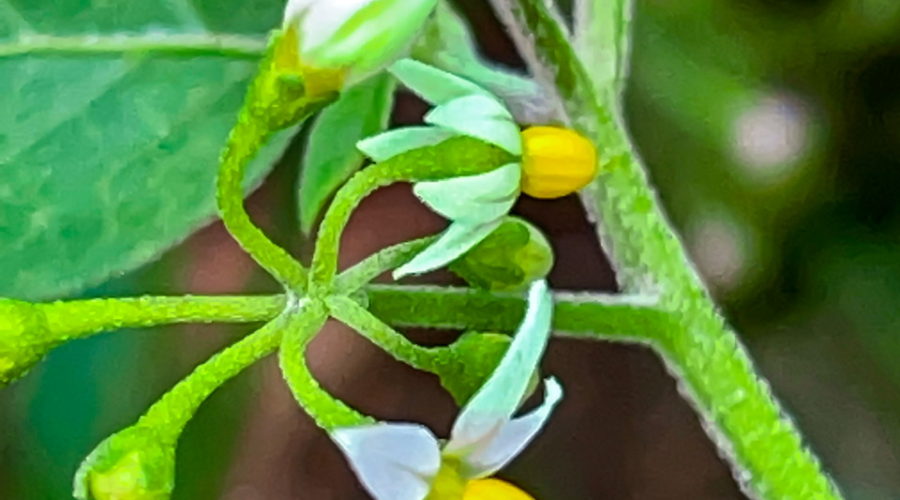 The American black nightshade plant is known for it’s white and yellow flowers that grow in clusters at the ends of branched, slightly fuzzy stems.