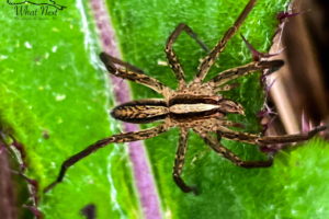 A brown and white striped wolf spider gets ready to disappear between two leaves after having just killed and eaten a fly.