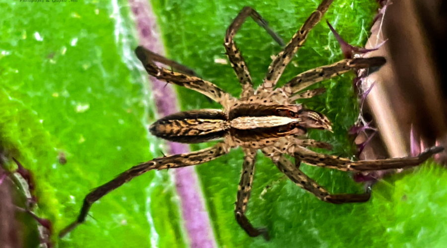 A brown and white striped wolf spider gets ready to disappear between two leaves after having just killed and eaten a fly.