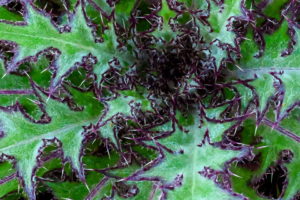 This closeup of the center off bull thistle plant emphasizes the large spines, reddish edges, and whirled growth pattern.