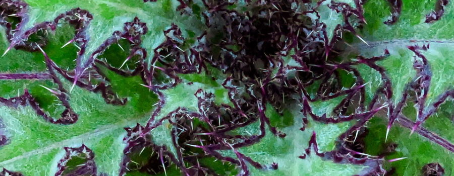 This closeup of the center off bull thistle plant emphasizes the large spines, reddish edges, and whirled growth pattern.
