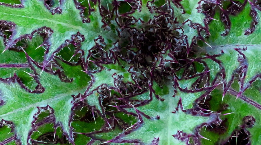 This closeup of the center off bull thistle plant emphasizes the large spines, reddish edges, and whirled growth pattern.