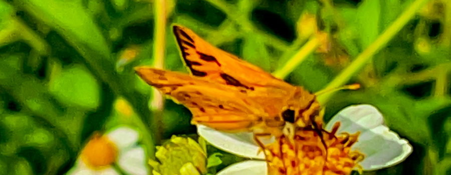 The Fiery Skipper:  Lawn Pest or Beautiful Pollinator?