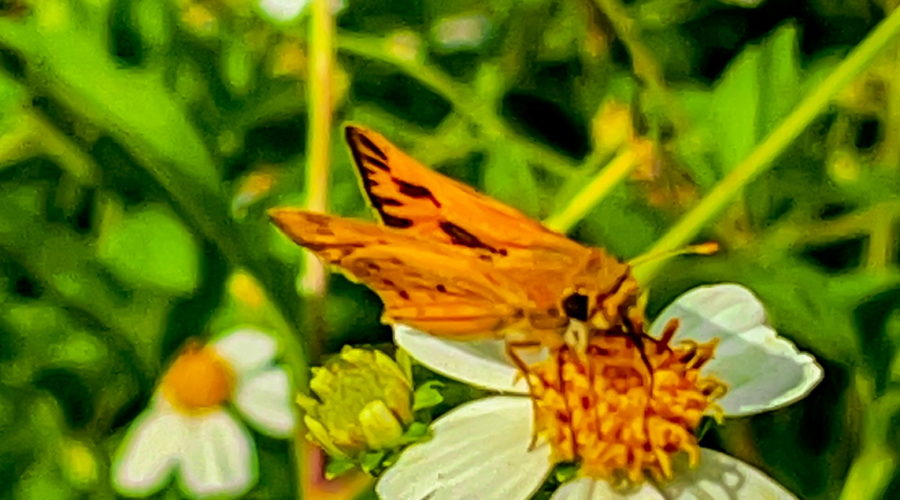 The Fiery Skipper:  Lawn Pest or Beautiful Pollinator?