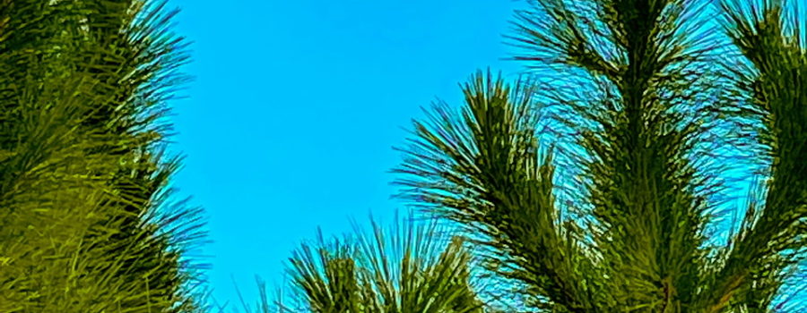 A half moon is rising above a small group of pine trees just before dusk begins to settle in.