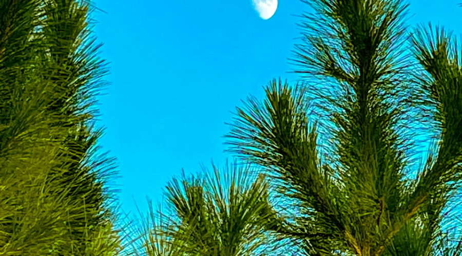 A half moon is rising above a small group of pine trees just before dusk begins to settle in.