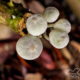 The Interesting Onion-Stalk Parasol Mushroom Loves Old Wood