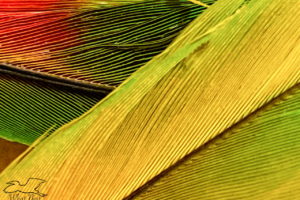 A pair of flight feathers from a yellow naped Amazon parrot are crossed over each other in this macro photograph. This allows viewers to see the details of each strand that goes into making the entire feather.