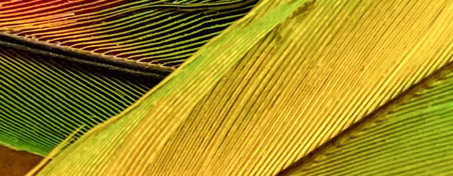 A pair of flight feathers from a yellow naped Amazon parrot are crossed over each other in this macro photograph. This allows viewers to see the details of each strand that goes into making the entire feather.
