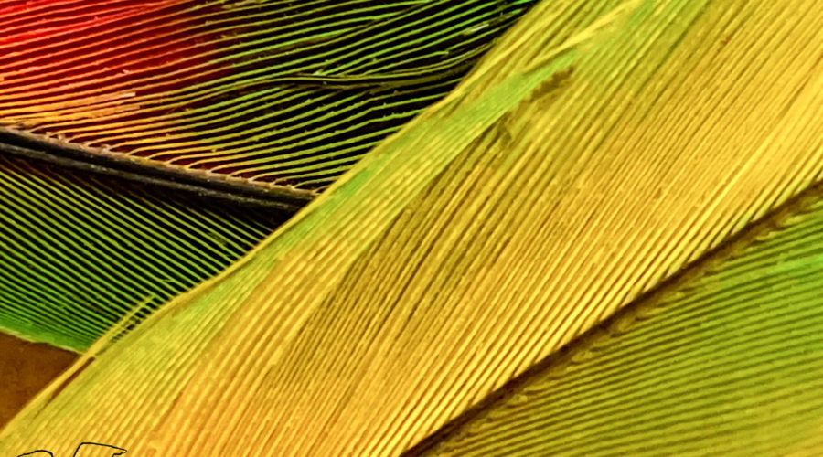 A pair of flight feathers from a yellow naped Amazon parrot are crossed over each other in this macro photograph. This allows viewers to see the details of each strand that goes into making the entire feather.