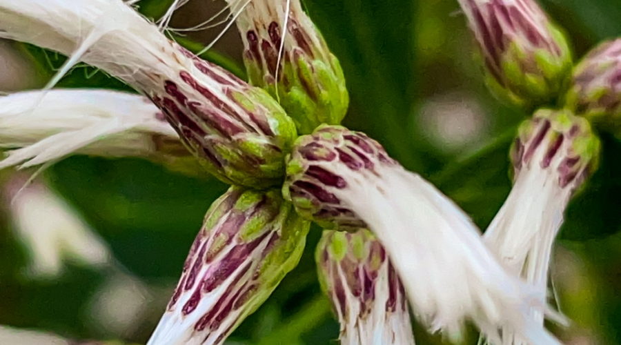 Two clusters of the beautiful white, pink, and green groundseltree flowers are showing off their colors in the late fall.