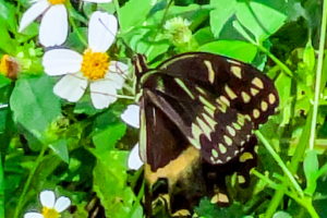 A male black swallowtail butterfly flutters his wings to help cool his body temperature while feeding, often called nectaring, in the fall sun.