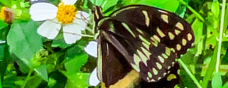 A male black swallowtail butterfly flutters his wings to help cool his body temperature while feeding, often called nectaring, in the fall sun.