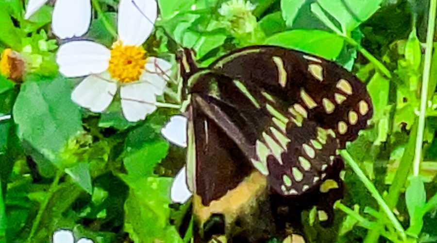 A male black swallowtail butterfly flutters his wings to help cool his body temperature while feeding, often called nectaring, in the fall sun.