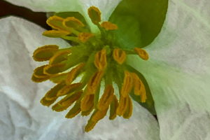 A macro shot of the center of a bulltongue arrowhead flower shows multiple green stamens topped by yellow anthers and surrounded by three large white petals.