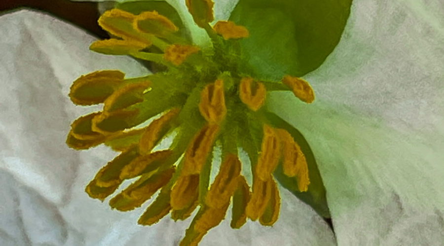 A macro shot of the center of a bulltongue arrowhead flower shows multiple green stamens topped by yellow anthers and surrounded by three large white petals.