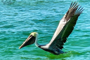 A brown pelican takes off from the surface of a blue green ocean.