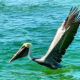 The Brown Pelican is Beautiful and an Amazing Fisherman