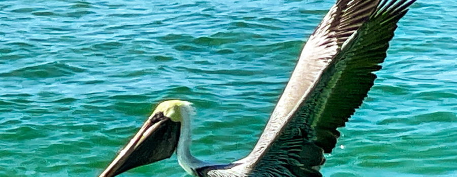 A brown pelican takes off from the surface of a blue green ocean.