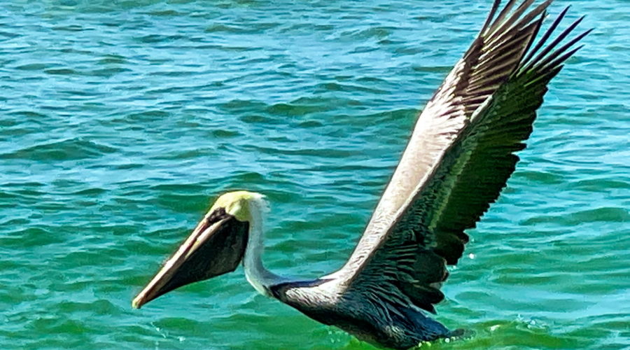 A brown pelican takes off from the surface of a blue green ocean.