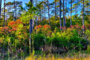 A landscape photo of the pine flatwoods of Florida in late fall shows some of the understory oaks and poplars changing colors before beginning to lose their leaves.